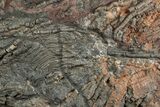 Silurian Fossil Crinoid (Scyphocrinites) Plate - Morocco #237572-1